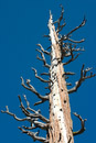 1/200 sec at f / 8.0 with 55.0-200.0 mm on 55 mm using ISO 100 