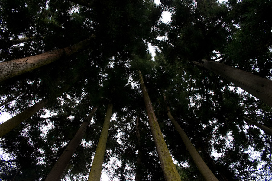  18.0-55.0 mm at 18 mm using ISO 100 exposed at 1/25 sec at f / 7.1