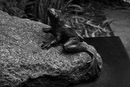  18.0-55.0 mm at 35 mm using ISO 100 exposed at 1/13 sec at f / 8.0