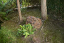  18.0-55.0 mm at 18 mm using ISO 100 exposed at 1/25 sec at f / 3.5