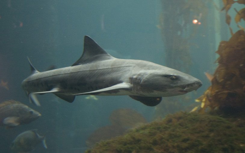 16, July 29, 2007 - 1/30 sec at f / 5.0 with Canon EOS 300D DIGITAL & 18.0-55.0 mm