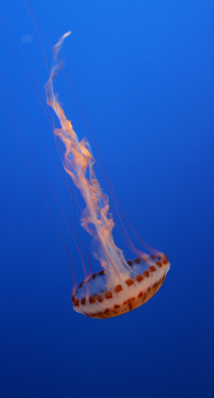 74, July 29, 2007 - 1/3 sec at f / 5.0 with Canon EOS 300D DIGITAL & 18.0-55.0 mm