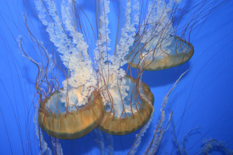 80, July 29, 2007 - 1/60 sec at f / 4.5 with Canon EOS 300D DIGITAL & 18.0-55.0 mm