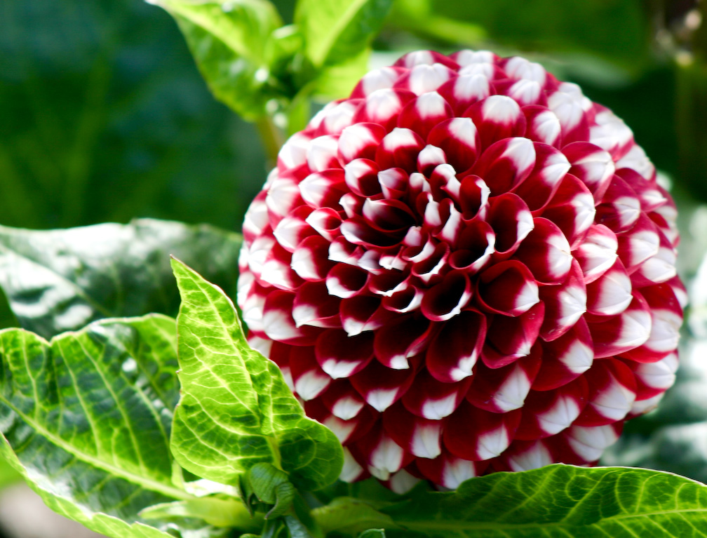 22, July 29, 2007 - 1/30 sec at f / 7.1 with Canon EOS 300D DIGITAL & 55.0-200.0 mm;ISO 100