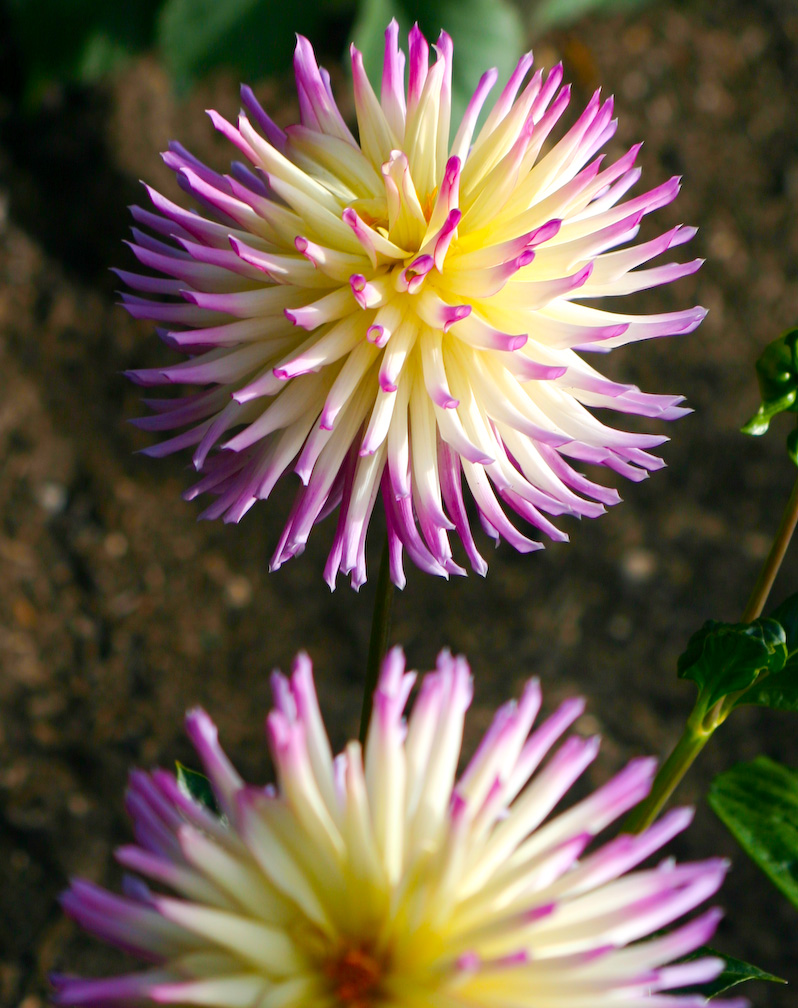 25, July 29, 2007 - 1/125 sec at f / 7.1 with Canon EOS 300D DIGITAL & 55.0-200.0 mm;ISO 100