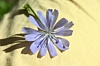 IMG_7949.JPG