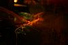 IMG_8781.JPG IMG_8781.JPG