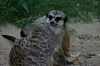 IMG_7156.JPG IMG_7156.JPG